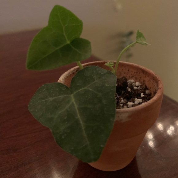 Ivy (Hedera helix 'My Heart') in 2 inch pot - Picture 2 of 3